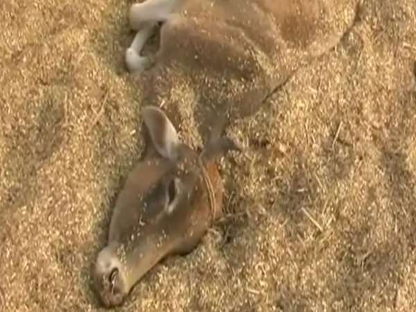 मरने को बेबस है गायें मरने को बेबस है गायें