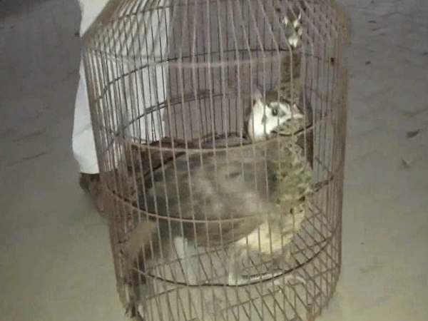 पुलिस ने मोरों को किया जब्त पुलिस ने मोरों को किया जब्त