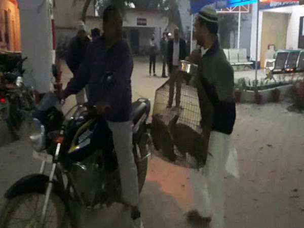 मोरों को जंगल में छोड़ा जाएगा मोरों को जंगल में छोड़ा जाएगा