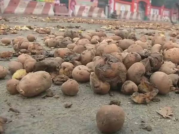 पुलिस बोली- खरीद कर लाए गए थे आलू