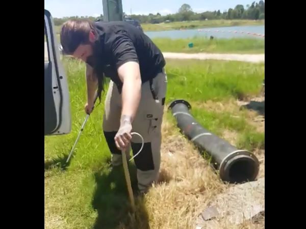 सांप पकड़ने के लिए प्रोफेशनल ग्रुप को बुलाया गया 