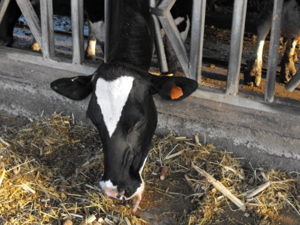 कंप्यूटर के जरिये होता है गाय का रख-रखाव