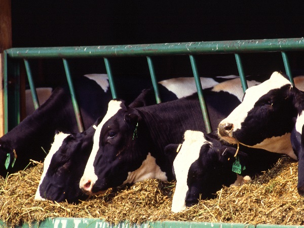 हिसार में होगा दूध का उत्पादन