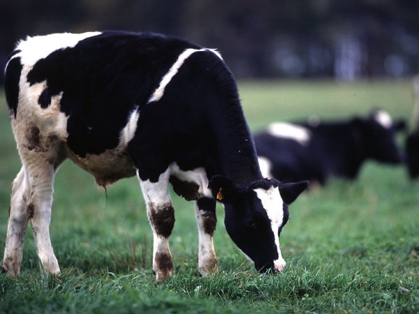 मुंबई में शुरू होगा सरोगेट काउ फॉर्म