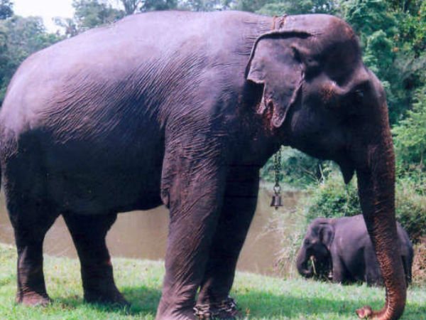 आपके पीछे ये हाथी कैसे चल रहा है? 