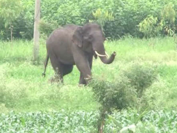 हाथी को रस्सी से डर पैदा हो जाता है... 