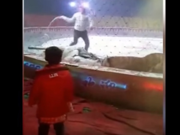 घोड़े को बचाने के लिए आए सर्कस के लोग घोड़े को बचाने के लिए आए सर्कस के लोग