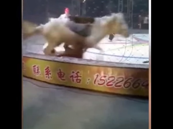 शेर और बाघ ने किया घोड़े पर हमला शेर और बाघ ने किया घोड़े पर हमला