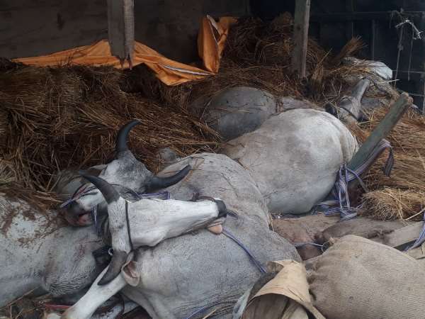 Seven buffalow died in accident in Sultanpur, Uttar Pradesh.