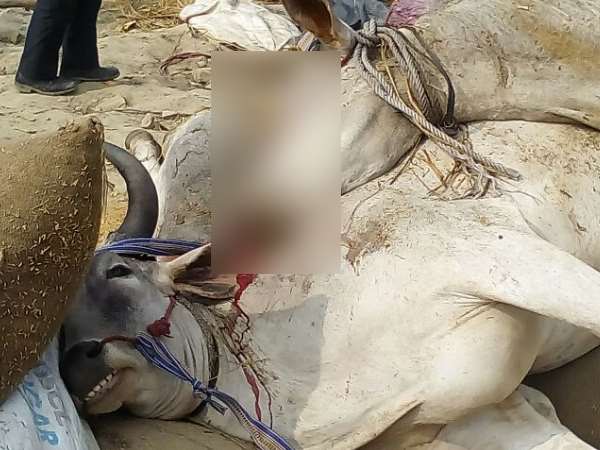Seven buffalow died in accident in Sultanpur, Uttar Pradesh.