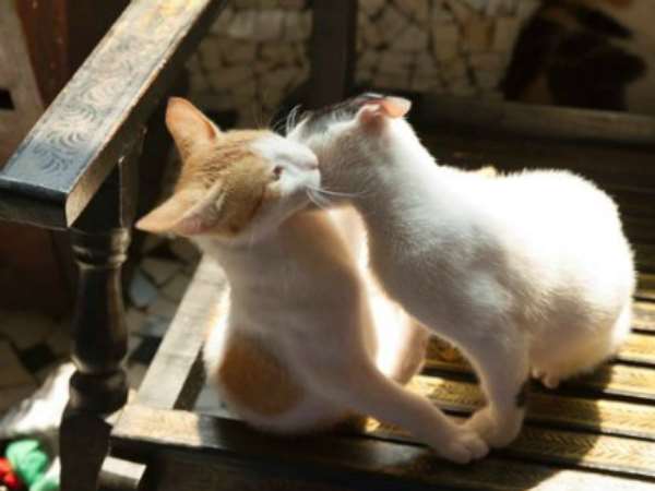 सांसद के किचन के पास ले आई बिल्लियां