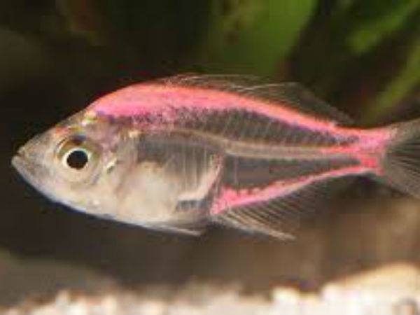 ड्रग्स तस्करी के इसस तरीके को देख पुलिस भी हैरान ड्रग्स तस्करी के इसस तरीके को देख पुलिस भी हैरान