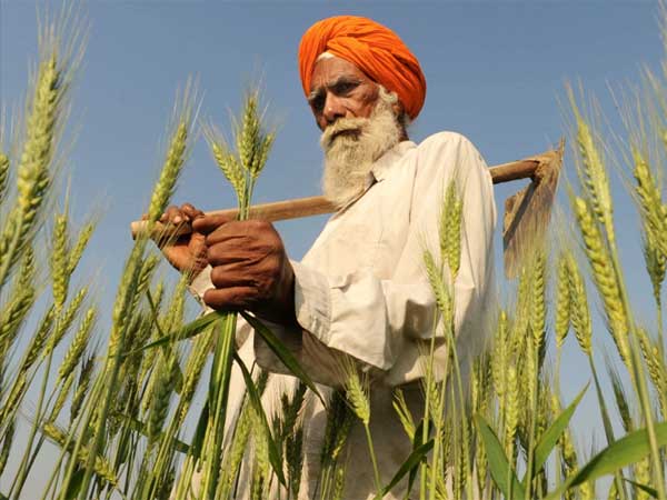  मझौले किसान परिवार के लिए औसत कृषि आय 3600 रुपए सालाना से अधिक बैठती है