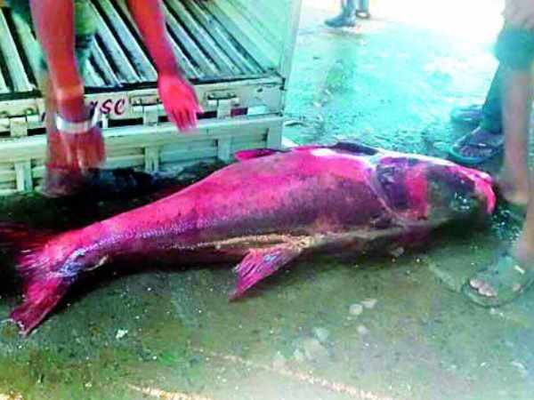 A fifty two kg fish caught in dam in Amravati, Maharashtra A fifty two kg fish caught in dam in Amravati, Maharashtra