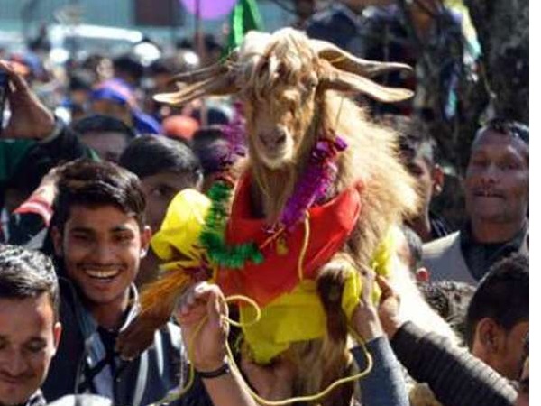 बकरियां ऐसे चुनती हैं अपना हमसफर बकरियां ऐसे चुनती हैं अपना हमसफर