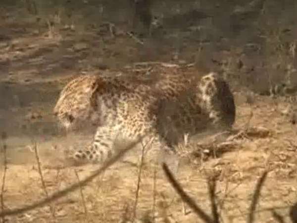 High voltage drama on spot in Moradabad where a leopard trapped High voltage drama on spot in Moradabad where a leopard trapped