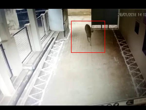 बारहसिंगे से फैली दहशत बारहसिंगे से फैली दहशत