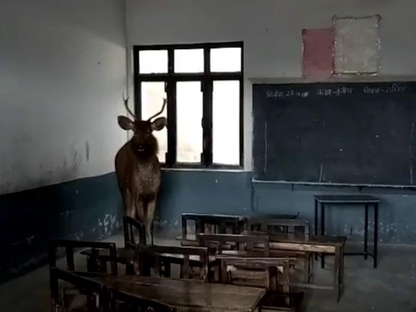 बारहसिंगे को डियर पार्क भेजा जाएगा बारहसिंगे को डियर पार्क भेजा जाएगा