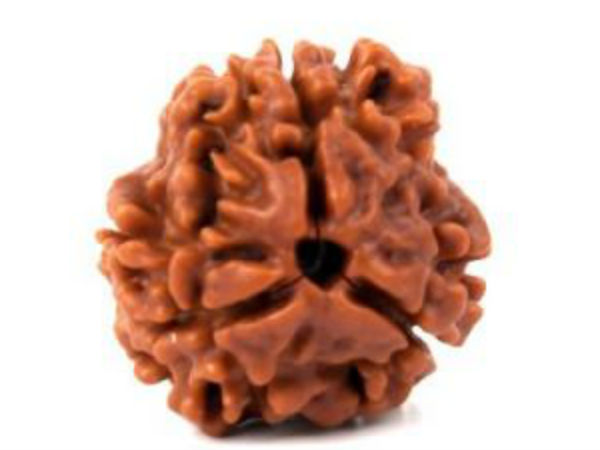 तीन मुखी रूद्राक्ष में त्रिदेव का वास तीन मुखी रूद्राक्ष में त्रिदेव का वास