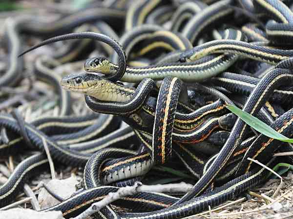 घर की मरम्मत के दौरान निकले जहरीले सांप घर की मरम्मत के दौरान निकले जहरीले सांप