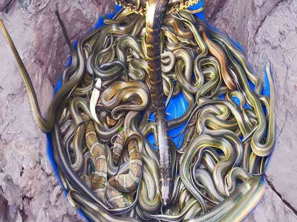 एक-एक करके निकले 7 गेहूंमन सांप एक-एक करके निकले 7 गेहूंमन सांप