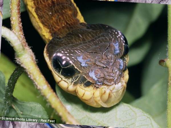 गांव में दहशत का माहौल गांव में दहशत का माहौल