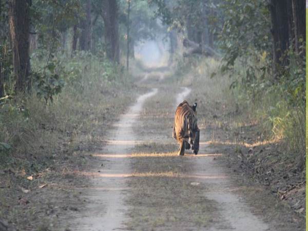 leopard roared for 32 minutes in village road villagers are Panic bahraich