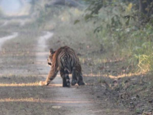 leopard roared for 32 minutes in village road villagers are Panic bahraich