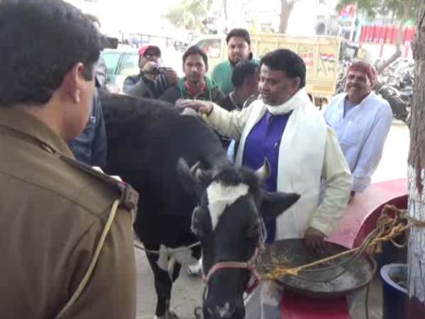 Merrut muslim corporator gave his cow to police station fearing Cow protectors Merrut muslim corporator gave his cow to police station fearing Cow protectors