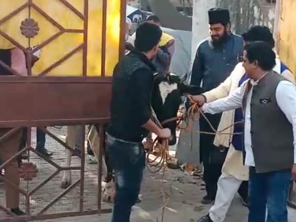 Merrut muslim corporator gave his cow to police station fearing Cow protectors Merrut muslim corporator gave his cow to police station fearing Cow protectors