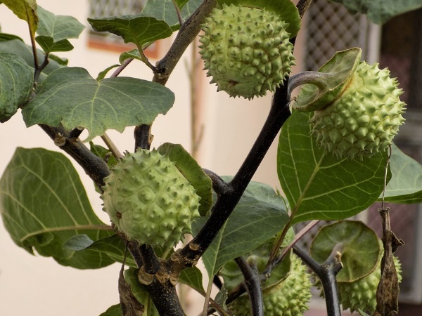 मेष राशि