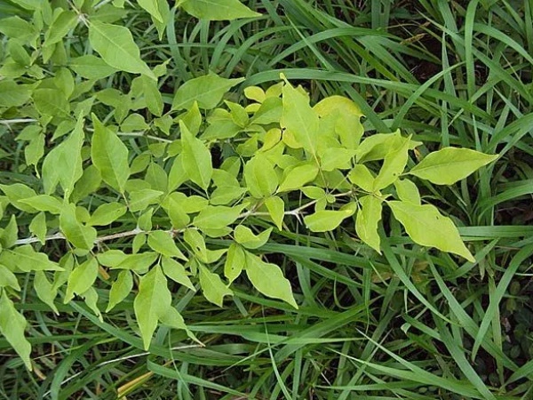 सिंह राशि