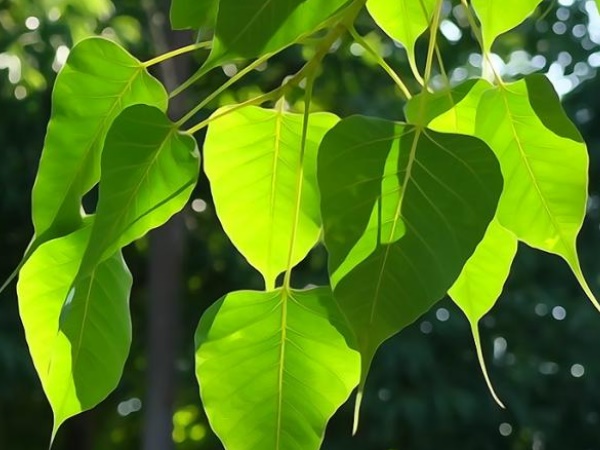 मीन राशि