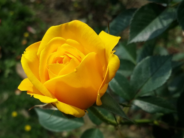 दोस्ती के लिए दें पीले रंग का गुलाब