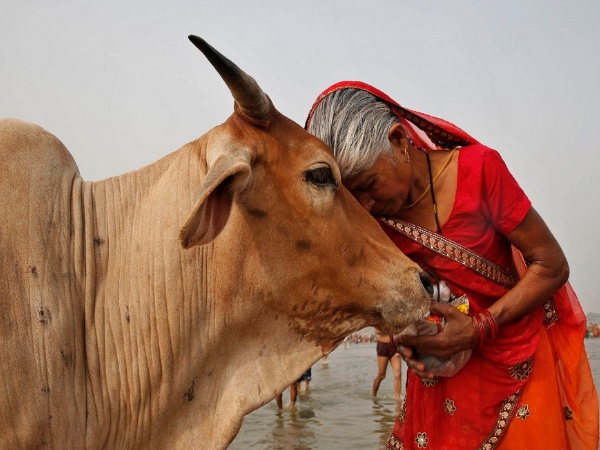गाय दान का महत्व