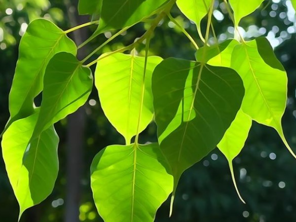 पीपल के नीचे दीपक लगाएं