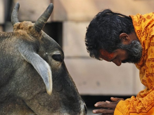पंचगव्य से कैंसर जैसे रोग का इलाज