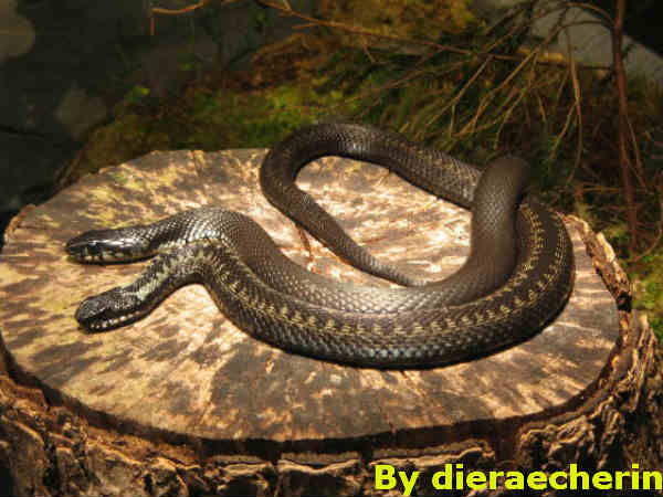  यौन इच्‍छा चरम पर