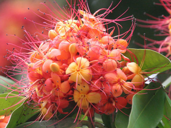 दाम्प्त्य कलह निवारणार्थ