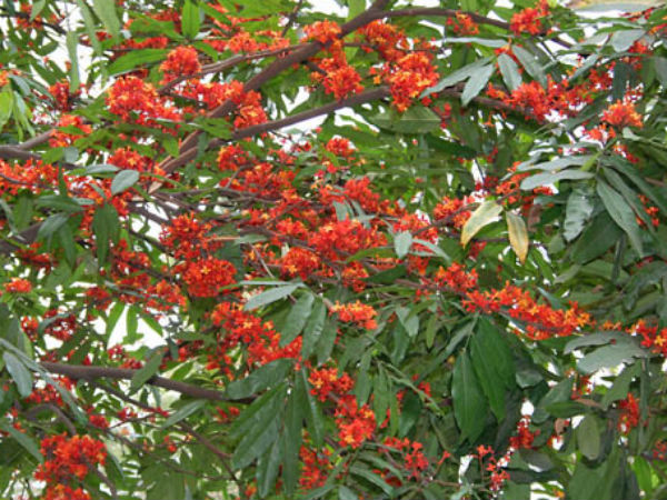 देवी साधक