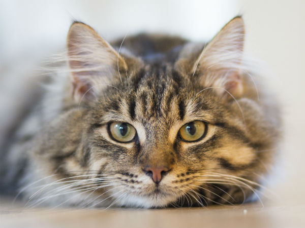  नकारात्मक ऊर्जा खींच लेती है बिल्ली