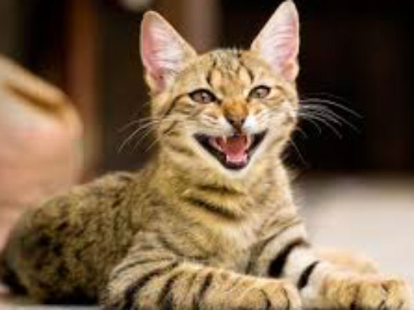 पशु-पक्षी पालने से पहले यह भी ध्यान रखें...