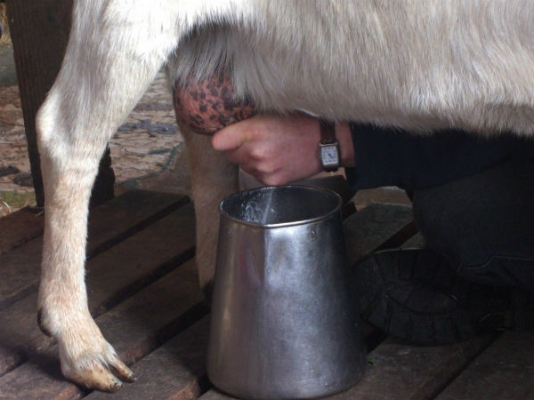 1 गाय और 1 एकड़ जमीन से हर माह 50 हजार कमाएं 1 गाय और 1 एकड़ जमीन से हर माह 50 हजार कमाएं