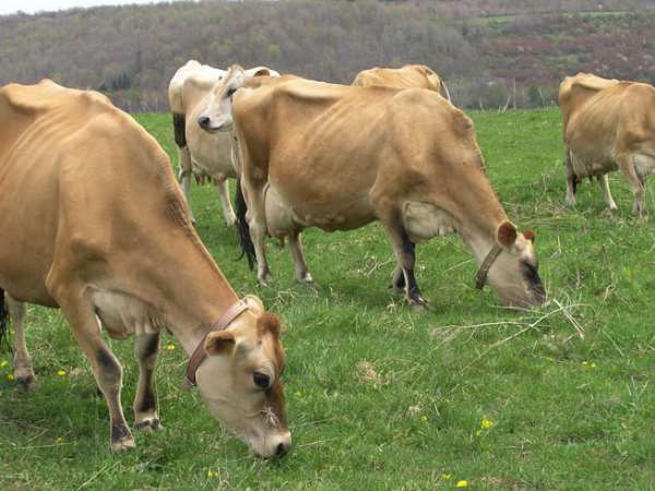 विदेशी गाय की चमड़ी मोटी और खराब विदेशी गाय की चमड़ी मोटी और खराब