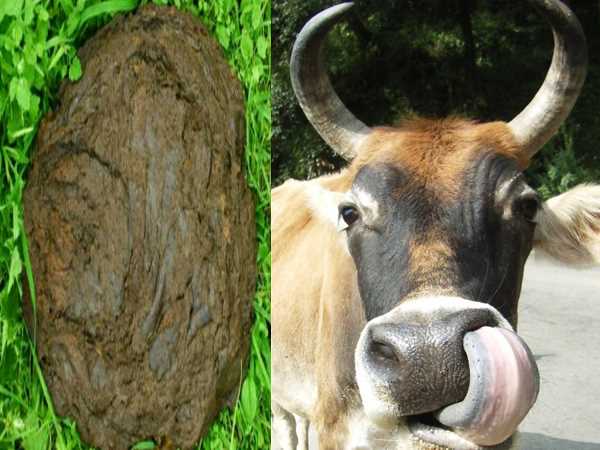 yogi government will make coil from cow toilet to cope up with mosquito yogi government will make coil from cow toilet to cope up with mosquito
