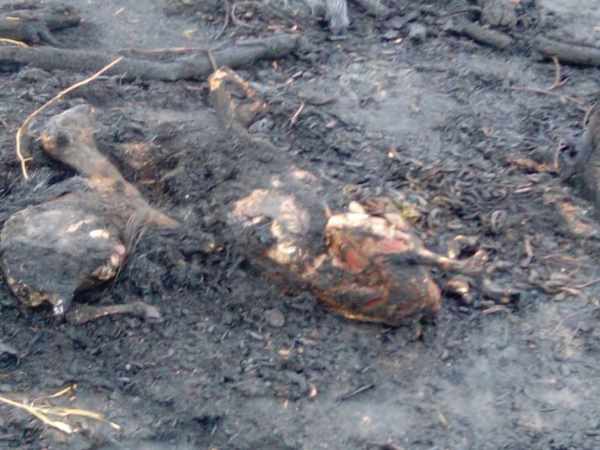 अपनी बकरियों को बचाने के लिए बुझाने लगी आग