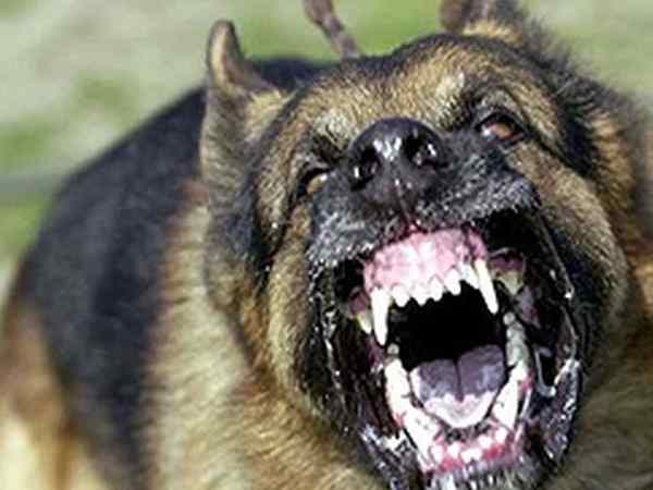  कुत्ता ओपीडी के पीछे से लेकर आया था नवजात का शव