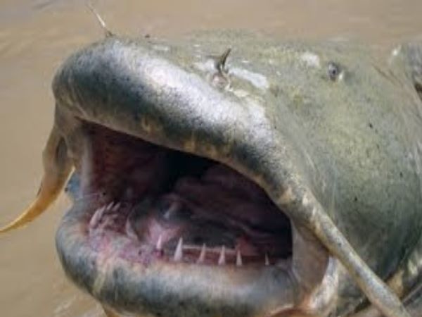 हिमालय से निकलने वाली नदियों में यह मछली पाई जाती है हिमालय से निकलने वाली नदियों में यह मछली पाई जाती है