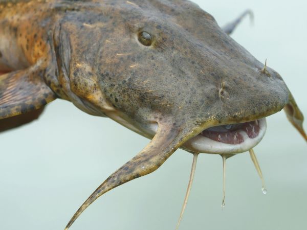 विलुप्ति की कगार पर है मछली विलुप्ति की कगार पर है मछली