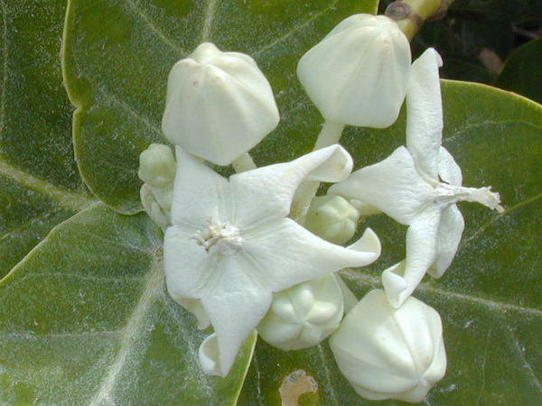 सन्तान सुख सन्तान सुख